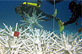 ecoreef_240406