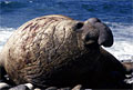 ele_seal_130809
