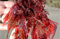 fiji-seaweed_050610