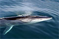 fin-whale_261107