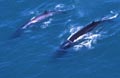 fin_whales_140405