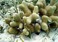 finger-coral_230807