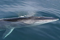 finwhale_031206