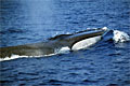 finwhale_171106