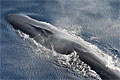 finwhale_260207