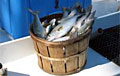 fish-bucket_051108