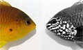 fish-marking_280210