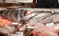 fish-shop_050511