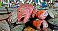 fish_030310