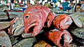 fish_031111