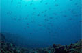 fish_090212