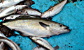 fish_130513