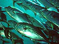 fish_290705