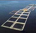 fish_farm_110605