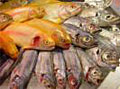 fishes_101205