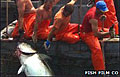 fishfilm_020609