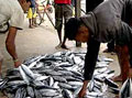 fishseller2_301205