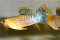 fishy_relationships_151212