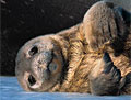 furseal_291107