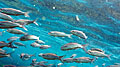 galapagos_200410