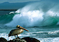 galapagos_270806
