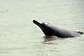 ganges_dolphin_100505