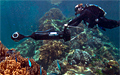 gbr-diver_240212