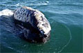 ghostwhale_150108