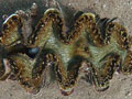 giant-clam_300808