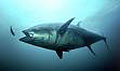 giant_bluefin_220307