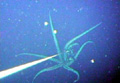giant_squid_290905