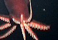 giantsquid_140207