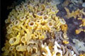 glasssponge_310707