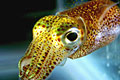 glowing-squid_101111