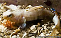 goby_071010