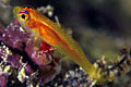 goby_110505