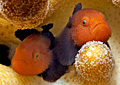 goby_121112