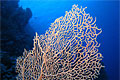 gorgonian_180409