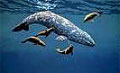 gray-whale_120410