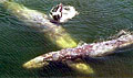 gray-whales_260610