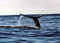 graywhales_010204