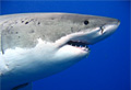 great-white_020207