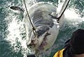 greatwhite2_290703