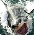 greatwhite3_270703