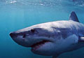 greatwhite_031210