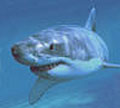 greatwhite_050803
