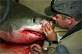greatwhite_120109