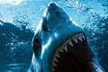 greatwhite_121005