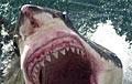 greatwhite_160909