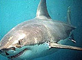 greatwhite_220108